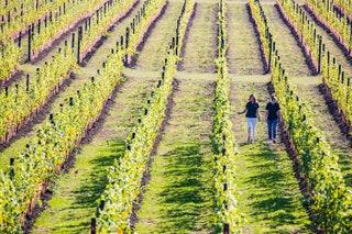 Hush Heath Estate Kent  Nature walks and firstclass fizz  The worldclass winery on the Hush Heath Estate where Balfour...