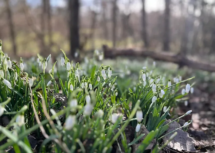 Best Hotels in Sevenoaks for Every Traveler