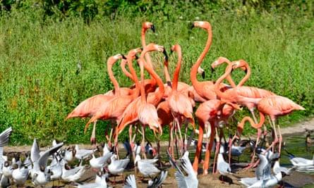Flamingos at Slimbridge Wetland Center