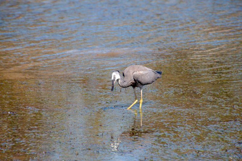 uccello a Bribie Island