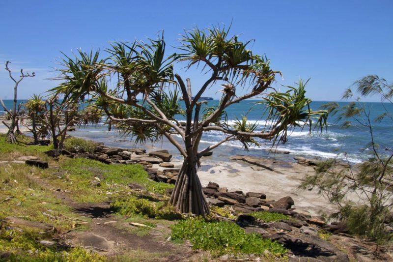 la foresta a Noosa Heads