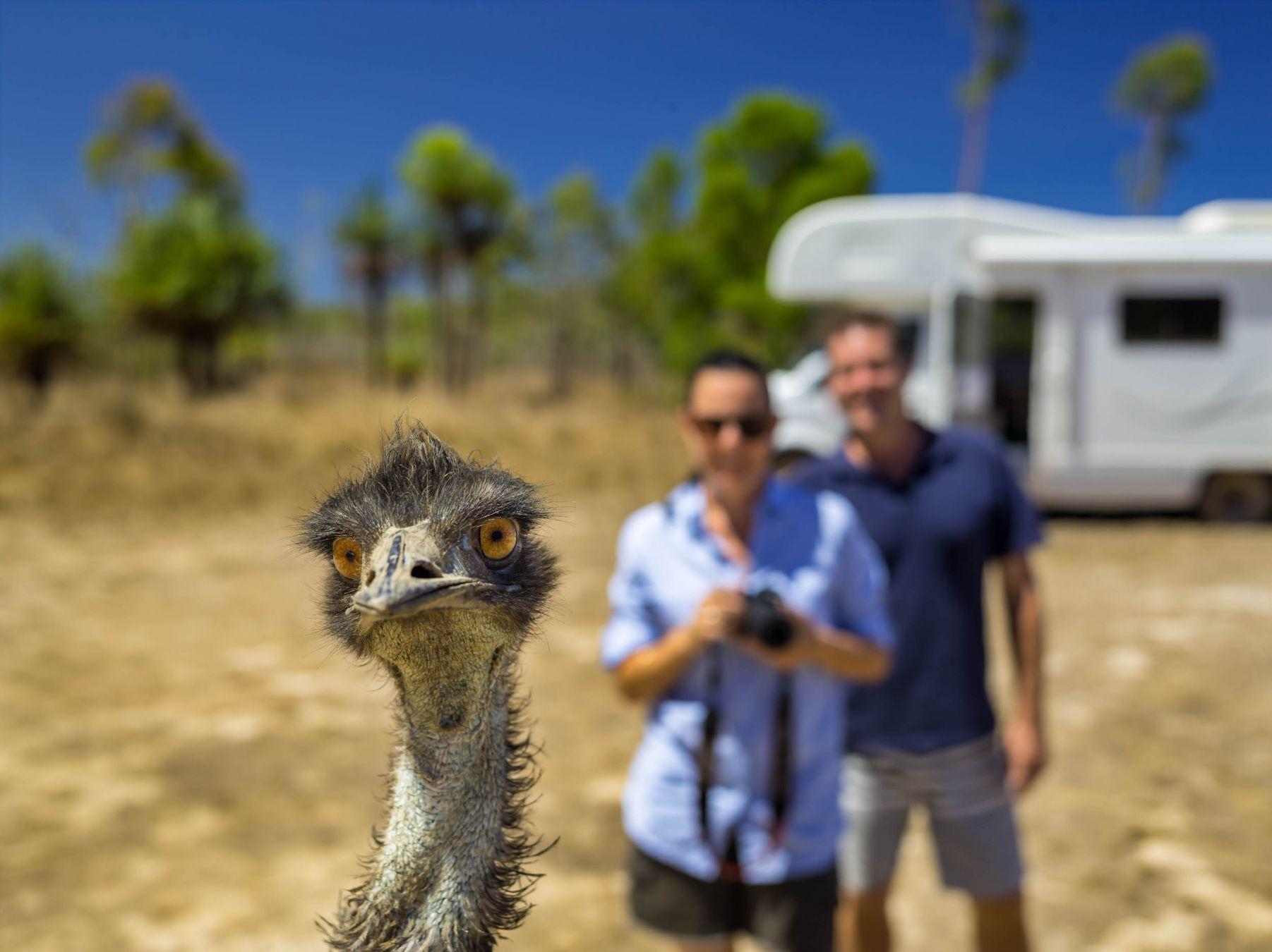 Ovunque andiate in Queensland vi aspettano incontri davvero unici